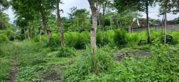 Dijual tanpa perantara tanah sawah kebun pinggir jalan besar