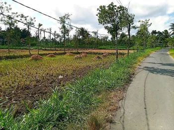 Di jual tanah 1,4 ha atau 140 are di Montong terep lombok tengah