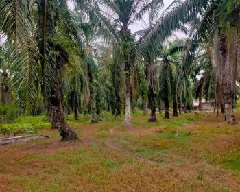 dijual lahan sawit 9 HA