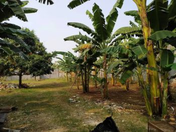 JUAL TANAH DI jl pisok BINTARO JAKARTA SELATAN LUAS 3300m