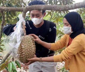 Tanah Kavling Agrowisata Durian