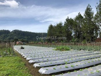 Dijual Cepat Tanah Kavling Cocok Untuk Perumahan Atau Perkebunan