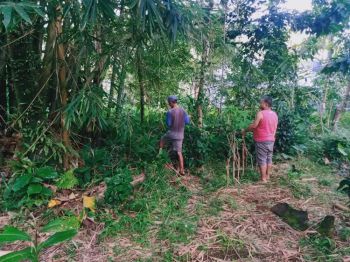 Sell Tanah: Dijual kebun SHM