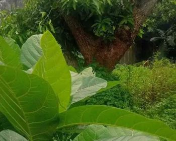 Tanah kavling murah di jalan raya lebak bulus jakarta selatan