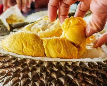 Aset Kavling di Agrowisata Durian Terbesar di Bogor Timur