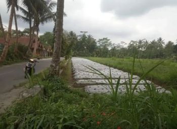 Tanah Lahan Sawah Area Wisata Mranggen Village Muntilan, Magelang