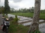 thumbnail-tanah-lahan-sawah-area-wisata-mranggen-village-muntilan-magelang-1