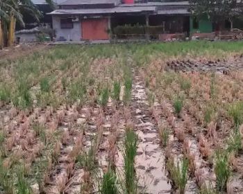 Di Jual Tanah 5 Menit Dari Exit Toll Karawang Barat