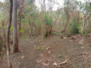 Jual tanah kebun mangga sama pohon jati barang x buat investasi