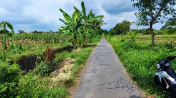 Dijual Tanah Sawah Dapat Dua Muka di Bandung Tambakrejo Tempel sleman