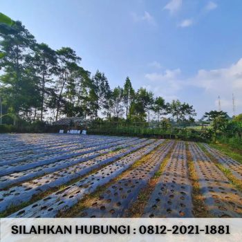 Jual tanah murah di lembang