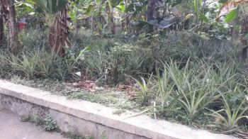 Di jual tanah datar pinggir jalan desa masuk mobil di kasomalang