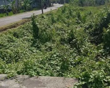 Lahan Kontrak 6are utk RESTO/VILLA di Raya Tumbak Bayuh