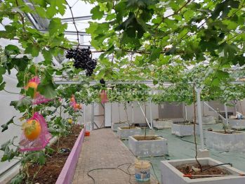 Dijual Tanah Bonus Kebun Anggur, Melon, Apel, Dan Rumah.