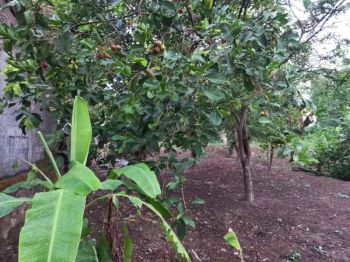 Tanah Pekarang Potorono, Bantul SHM