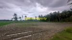 thumbnail-pekarangan-view-sawah-di-tawangsari-pengasih-dekat-yia-2