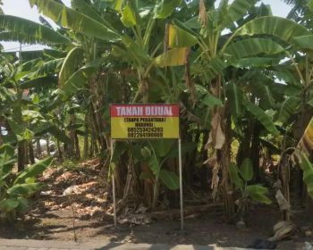 Sell Tanah: Dijual lahan tebu