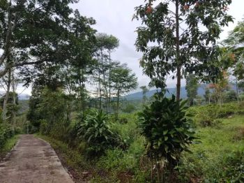 Tanah datar subur pinggir jalan dsa