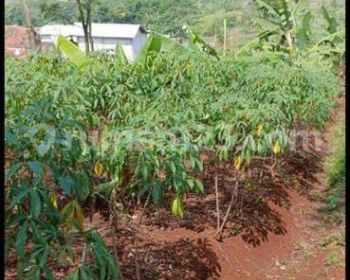 Dijual Tanah Didaerah Padalarang Gunung Bentang