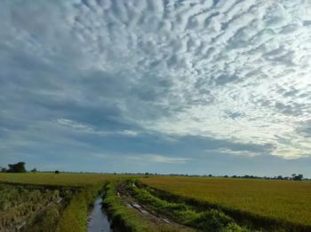 Jual Tanah Sawah Murah dan Produktif #JualTanahSawahMurah