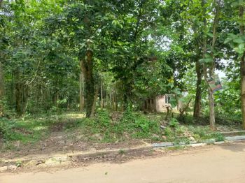 Dijual Kebun Jati Pinggir Jalan