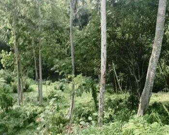 Tanah Loss Sungai Besar tabanan Bali