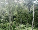 thumbnail-tanah-loss-sungai-besar-tabanan-bali-4