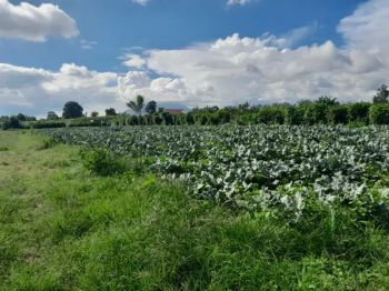 Dijual tanah pinggir jalan kaban 3300 mtr