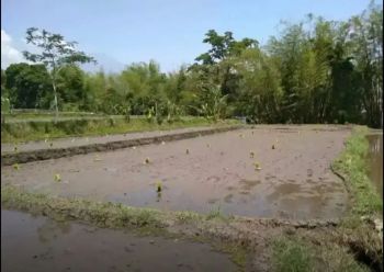 Jual Cepat Sawah Kota Batu