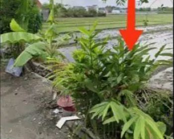 Tanah Murah Strategis Pinggir Jalan