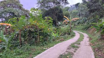 Dijual Cepat Tanah Babakan Madang Sentul