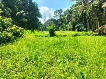 Dijual Lahan Istimewa di Petulu Ubud View Jungle