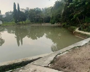 Kolam ikan cocok untuk vila