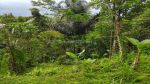 thumbnail-dijual-tanah-di-tegallalang-view-lembah-jungle-gunung-batukaru-11