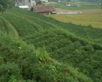 Tanah kebun murah cocok buat vila, akses masuk mobil