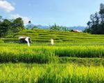 thumbnail-di-jual-tanah-sawah-sentul-7