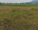 thumbnail-dijual-lahan-sawah-pringapus-1