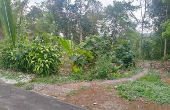 Pekarangan Karangpandan 225Jt