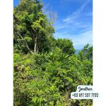 thumbnail-clifffront-land-2-hectares-in-nusa-penida-only-idr-16-b-5