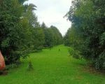 thumbnail-di-jual-cepat-kebun-durian-luas-41-hektar-ada-yg-sudah-berbuah-3