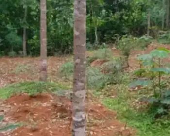 Sell Tanah: Jual kebun durian