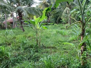 Sell Tanah: Jual tanah kebun