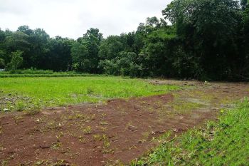 Tanah Murah Jl Pleret Jogja, 7 Menit Pasar Pleret