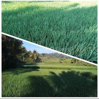 Investasi Tanah Kebun (BU) Jual Murah Luas 5932 m2, Cianjur