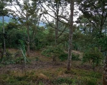 DIJUAL TANAH KEBUN DURIAN di Cianjur, Jawa Barat