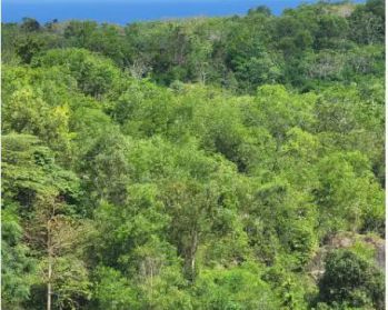 Tanah Murah 1 Hektar Dekat Pantai Ungasan