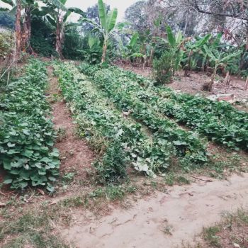 Dijual cepat tanah Datar seluas 100mtr, surat AJB tanpa perantara