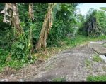 thumbnail-tanah-murah-di-jogja-lokasi-di-berbah-dekat-pabrik-rokok-sampurna-4