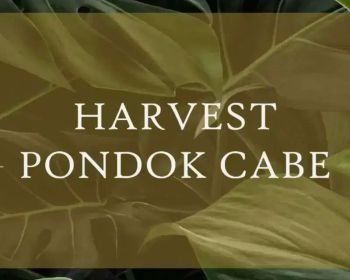 Sell Rumah: HARVEST PONDOK CABE