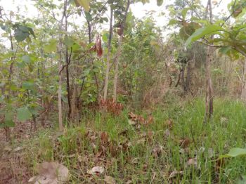 Jual tanah kebun jati barang x buat investasi